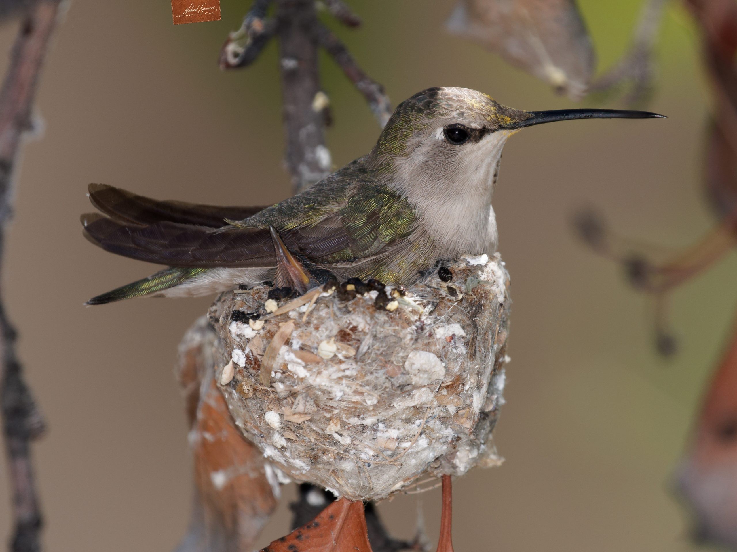 NANPA Summit is where I photographed this hummingbird on it's nest.
