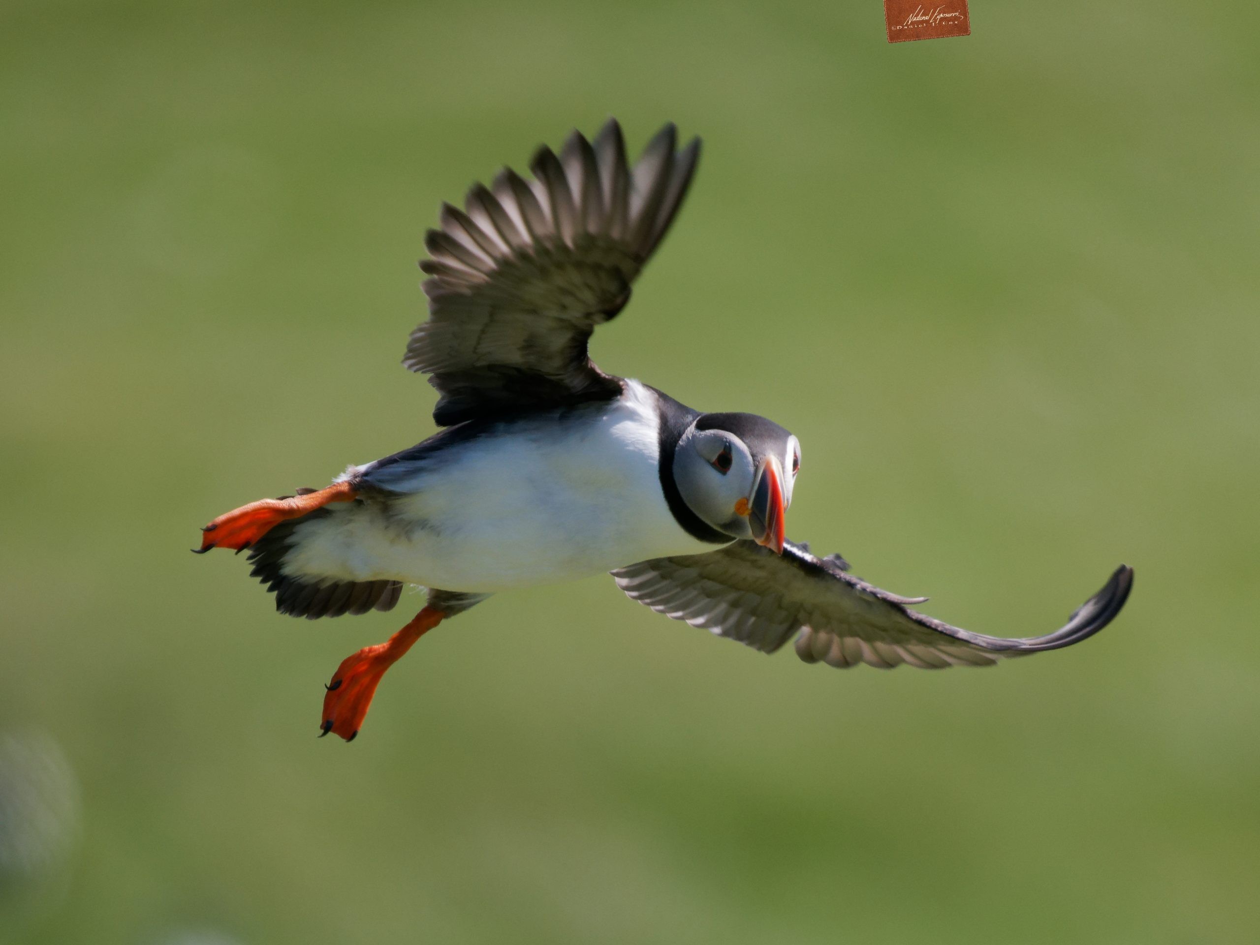 Testing the Olympus OM-1 Autofocus For Birds in Flight