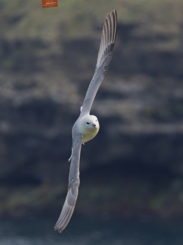 Fulmar in flight