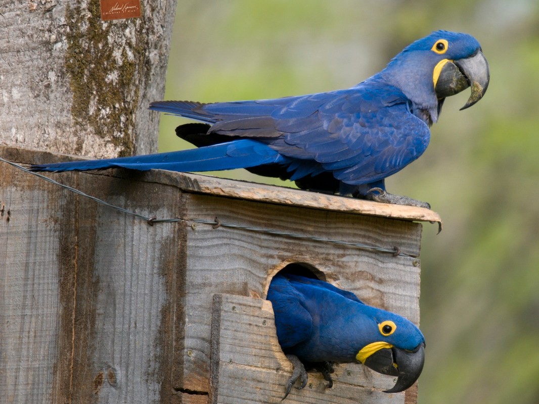 Hyacinth Macaw