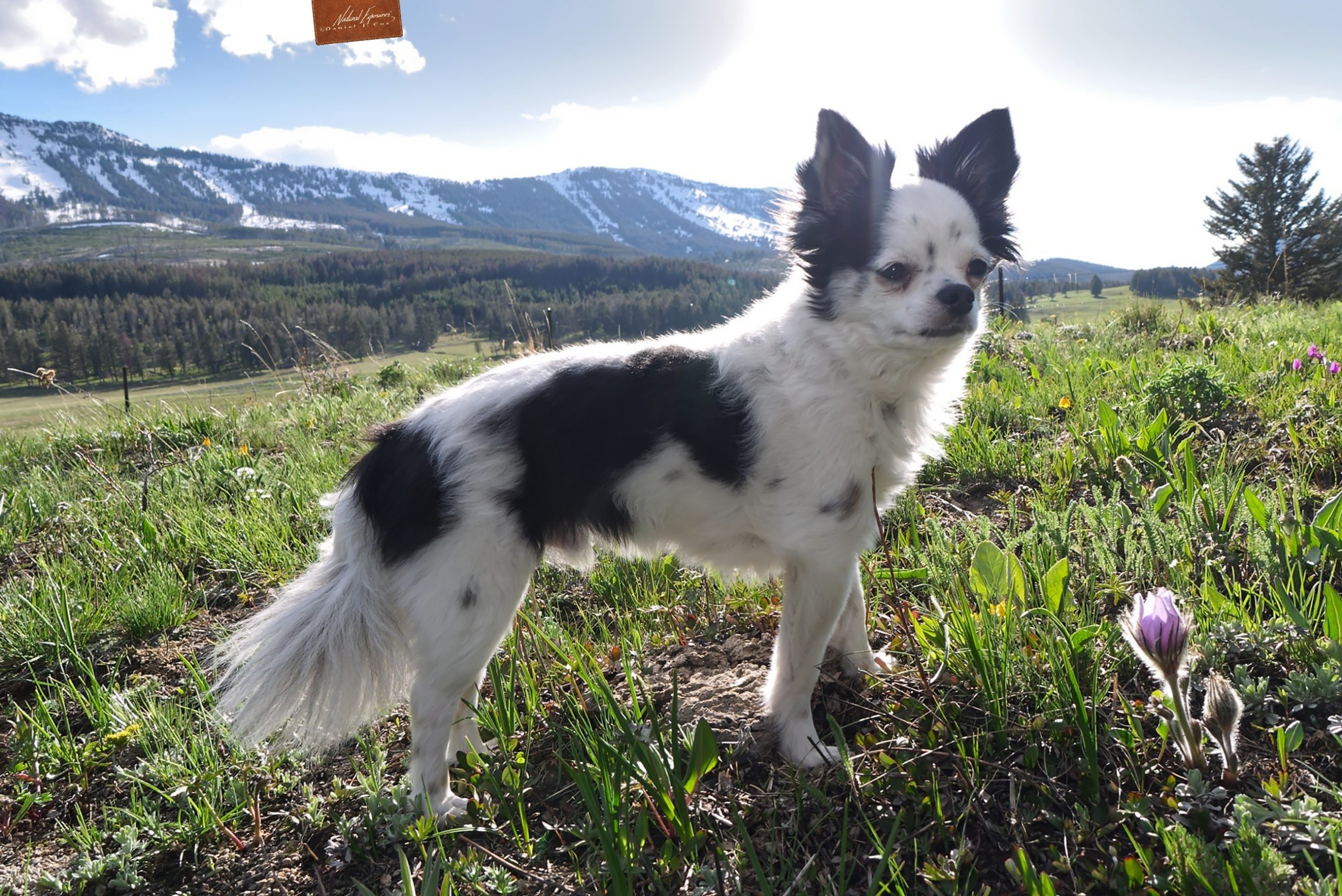 Our Little Buddy Dice