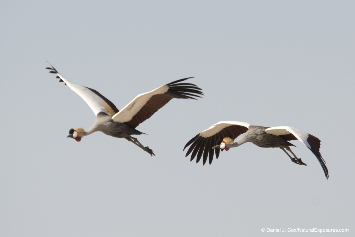 birds in flight
