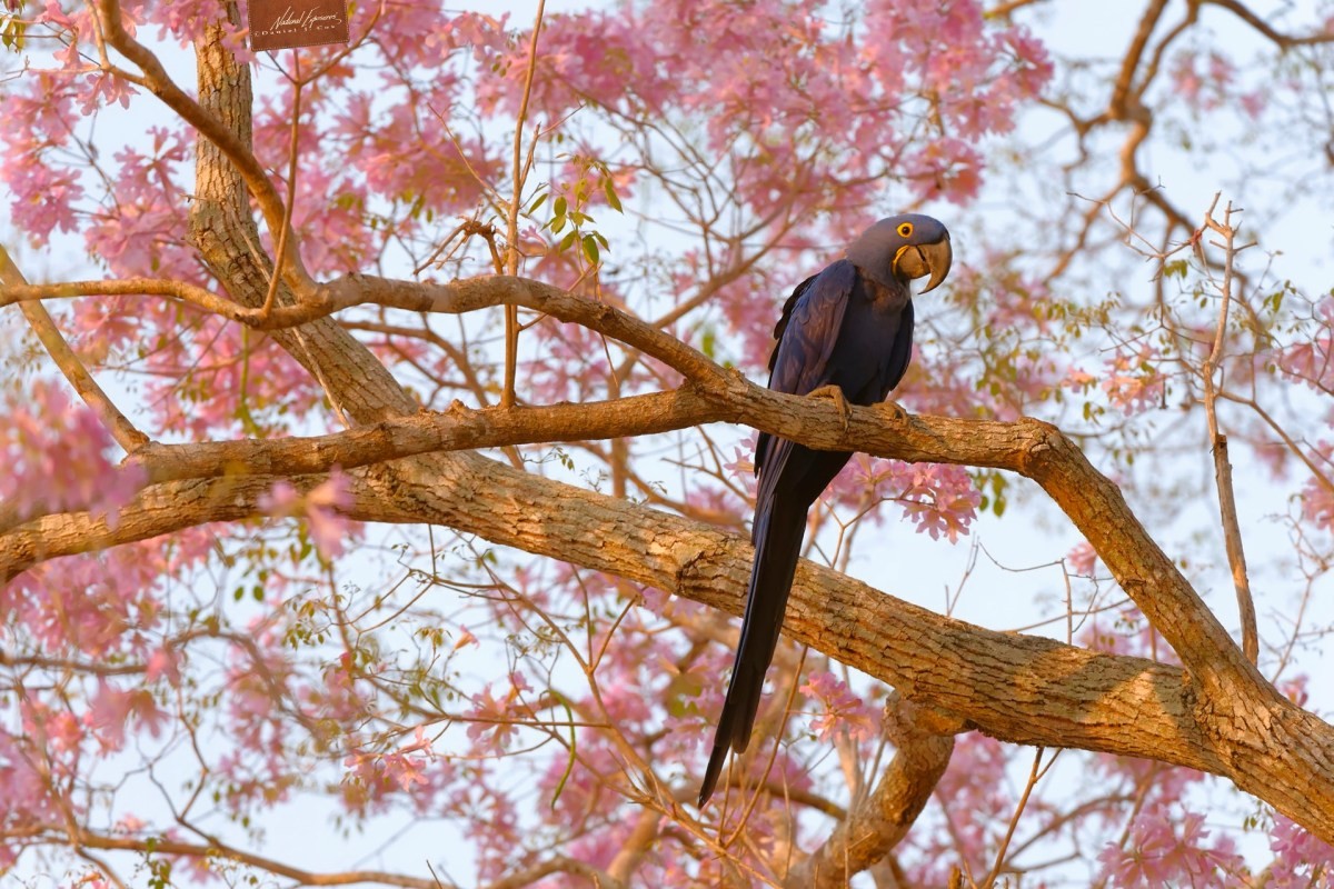 Hyacinth Macaw