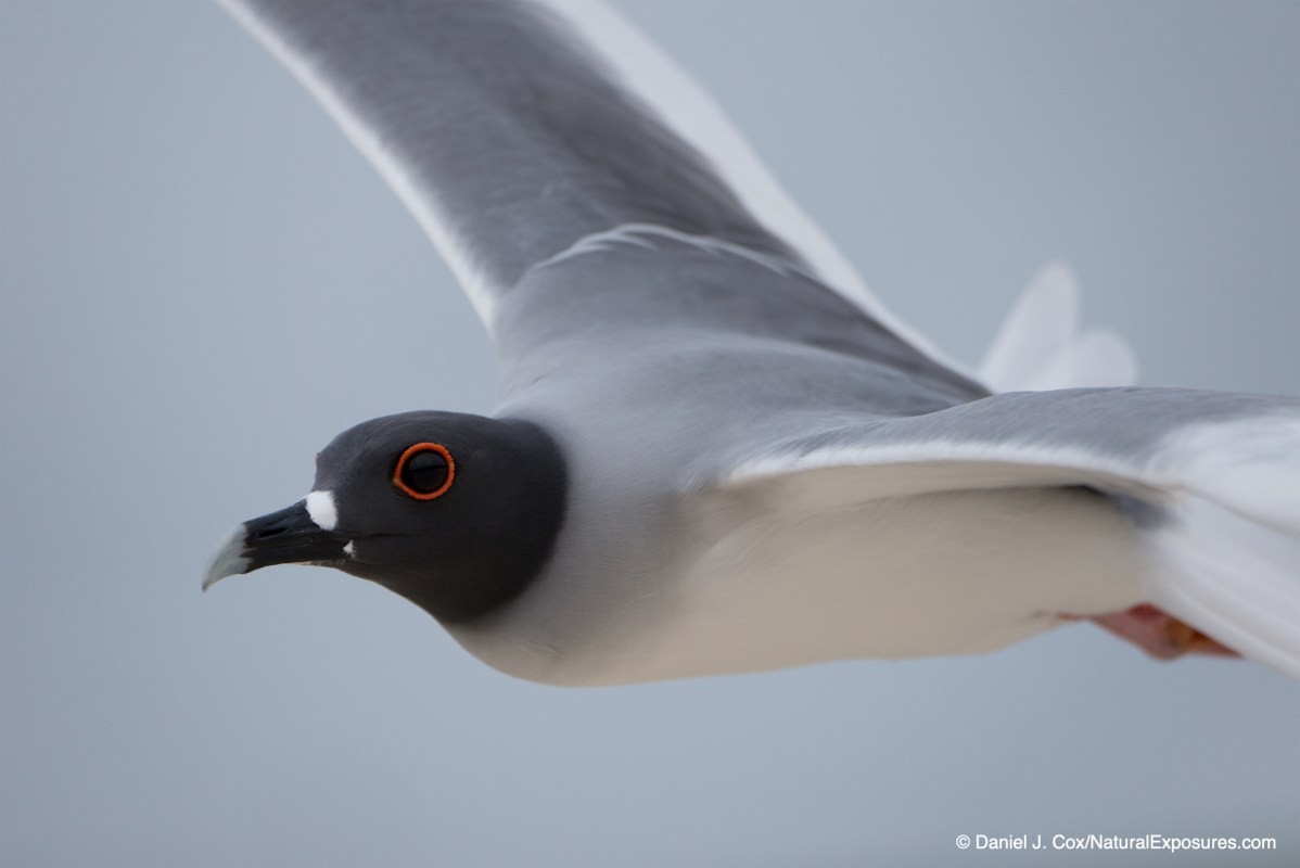 birds in flight