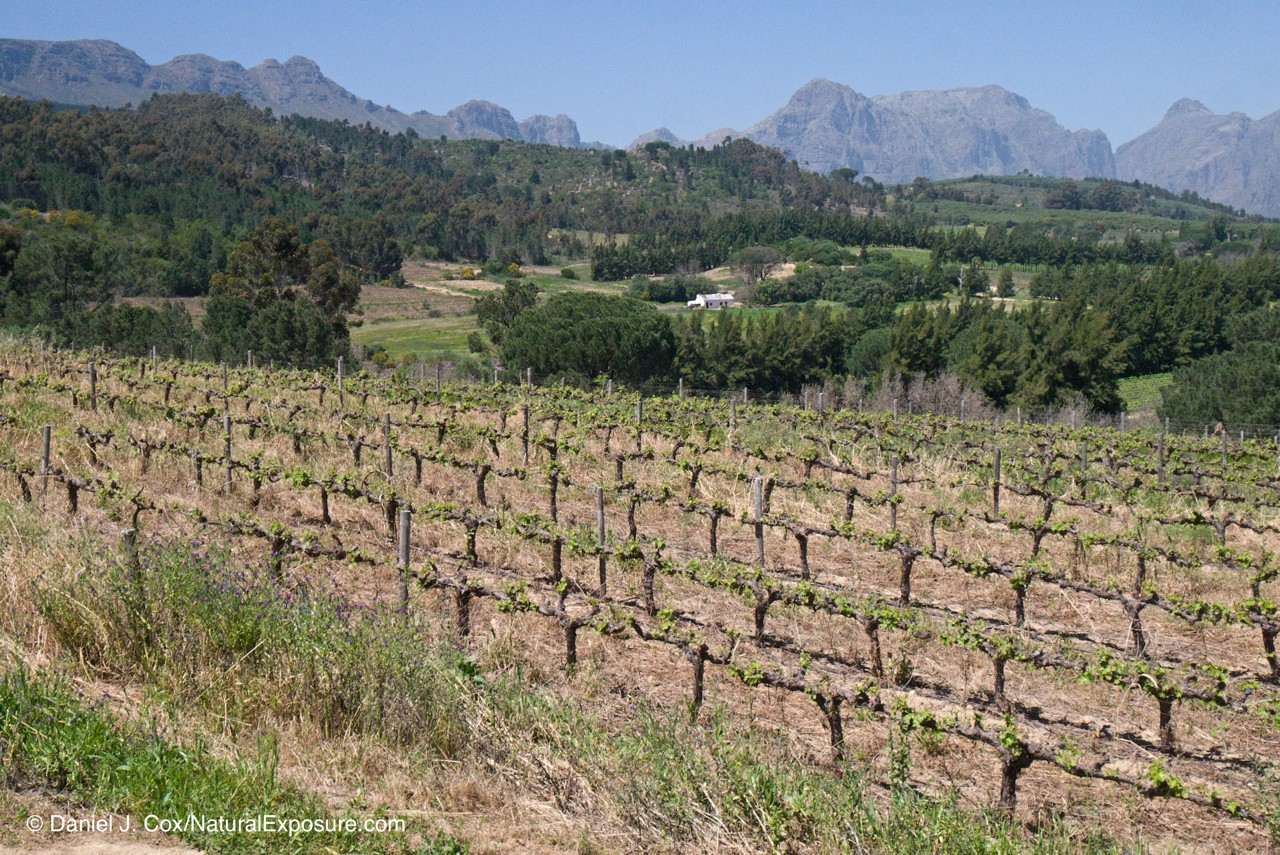 D595567, vineyard, wine, south africa,