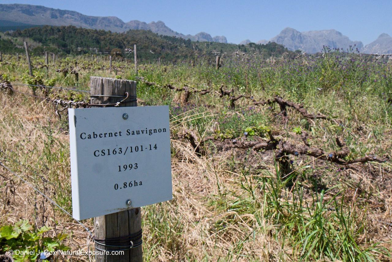 D595572, vineyard, south africa, wine