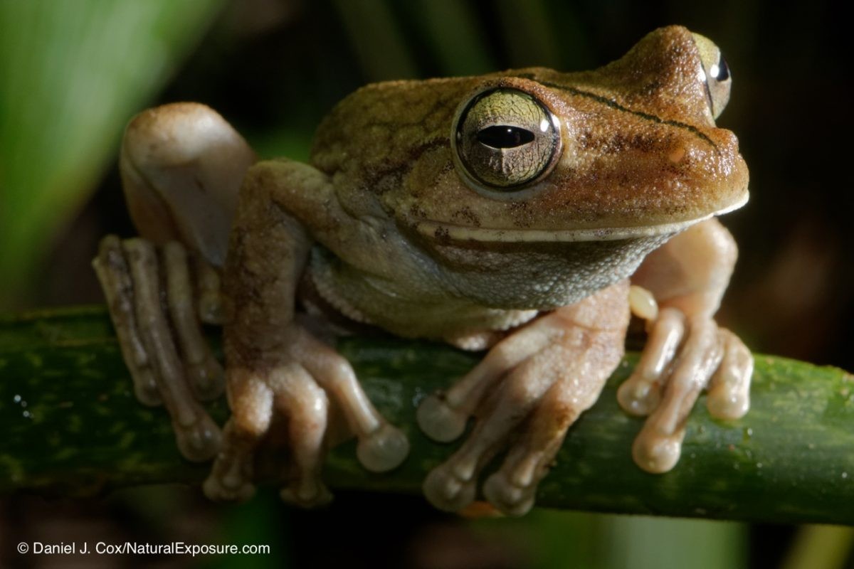 Tree frog from Costa Rica shot with Lumix GH4 and Leica 45mm F/2.8 macro lens. One lash off camera fired by Lmix wireless remote system. 