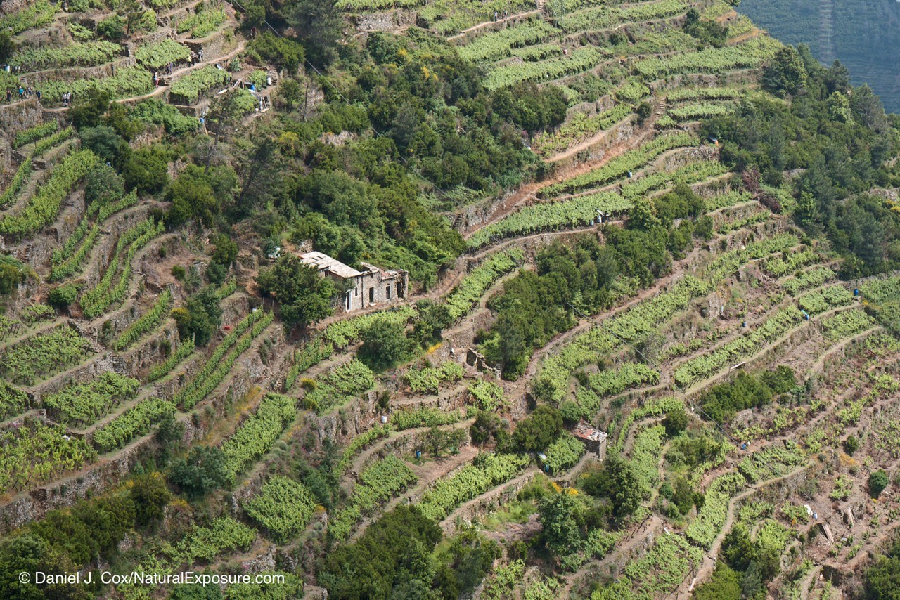 D743105, wine, vineyard, Italy