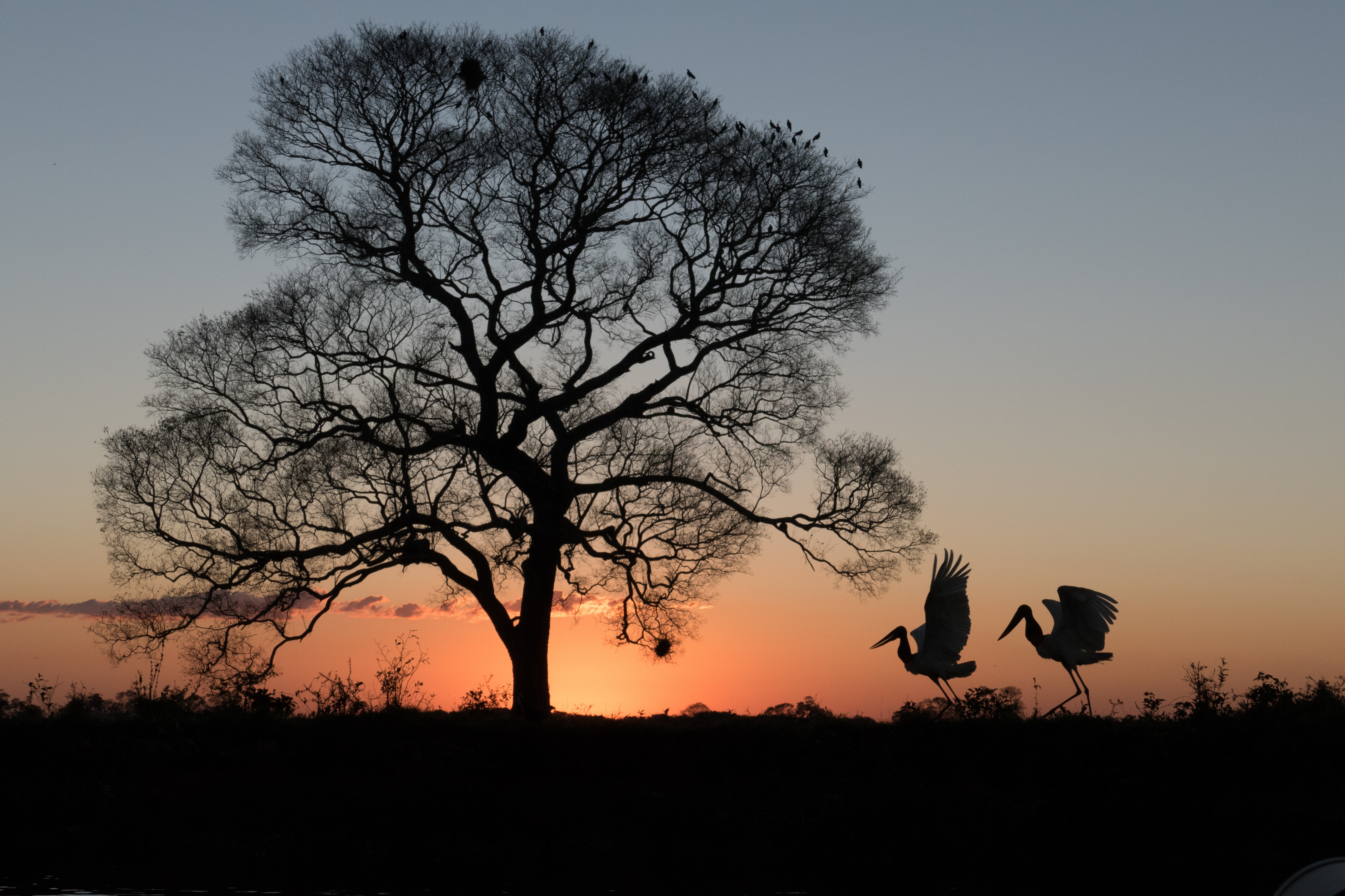 A pair of Jabiru Storks on the Pixaim river bank, Pantanal, Brazil. Lumix FZ1000