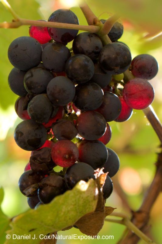 Wine grapes on the vine, Autumn, Romania