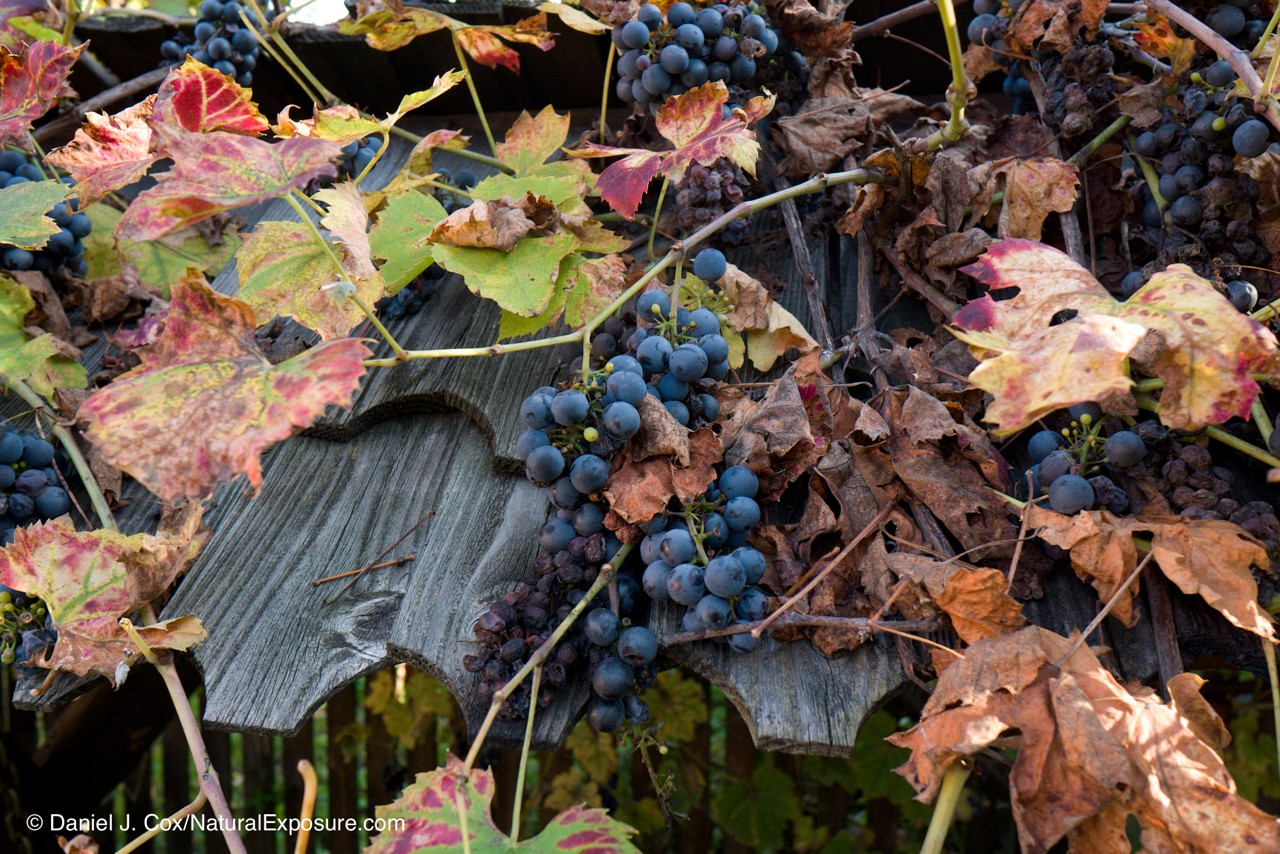 Wine grapes on the vine, Autumn, Romania