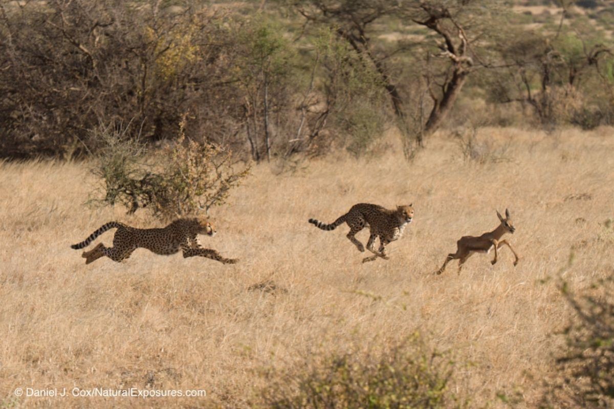 A pair of cheetahs running to catch a young impala in Samburu National Reserve. Kenay