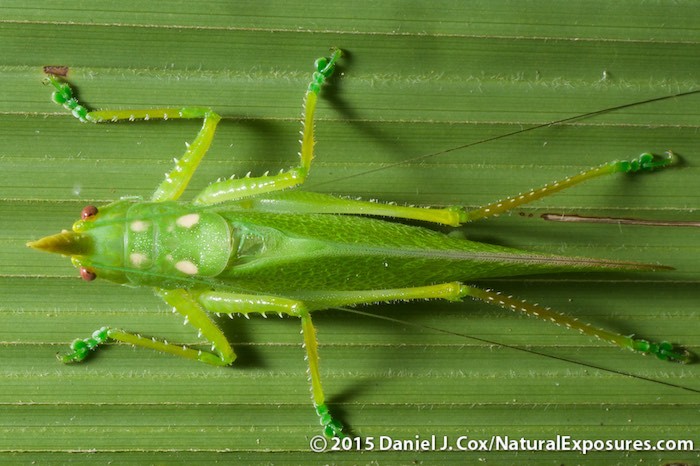 Still trying to figure out what this critter is. Lumix GH4, 45mm Macro, FL360 in wires mode.