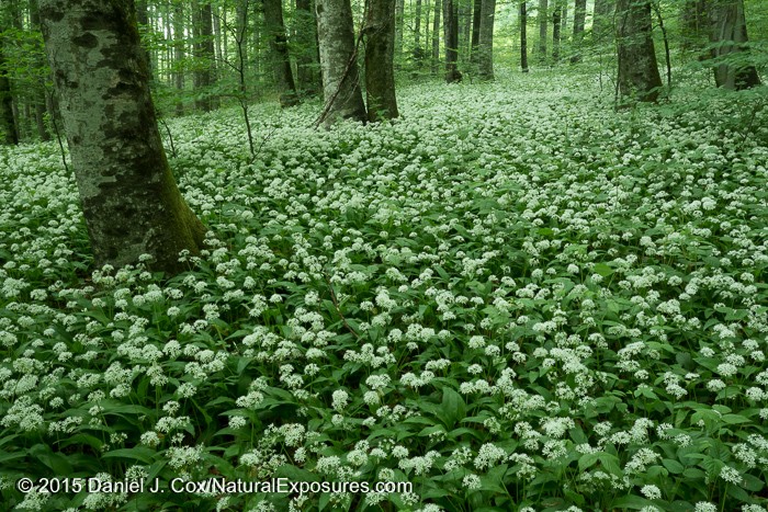 A patch of wild garlic in Plitvice Lakes National Park, Croatia.