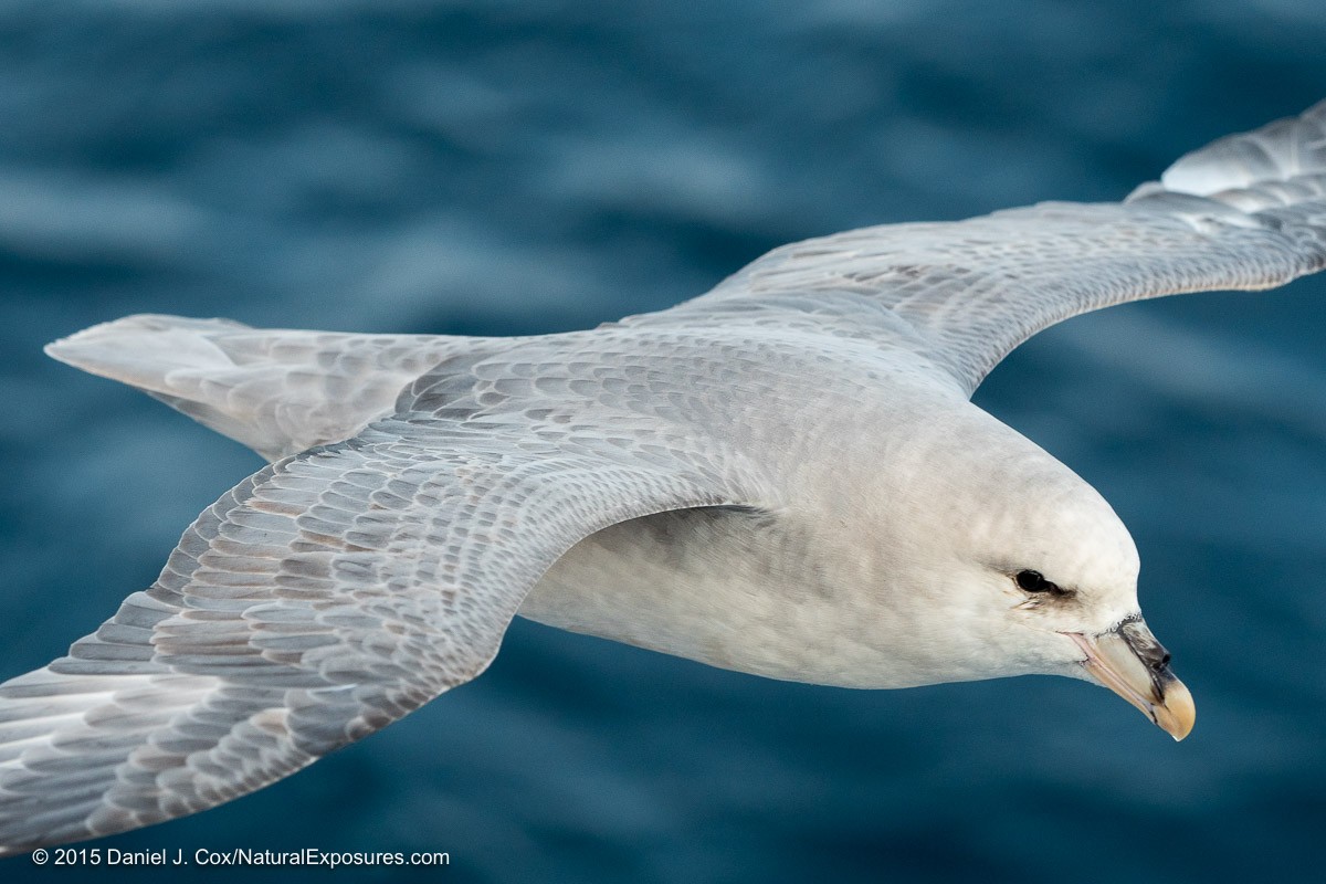 Northern Fulmar, Icy Fjord, Svalbard, Norway.