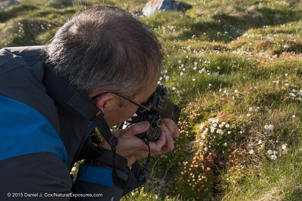 Wayne comes in close to shoot the beautiful wild flowers with the Lumix GH4 and the 45mm F/2.8 macro lens. Hornsund, Svalbard, Norway.