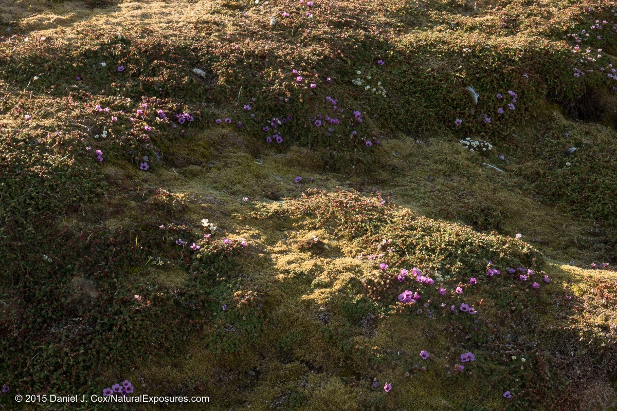 A beautiful carpet of luck green moss and Purple Saxifrage Take on the feeling of three dimensions from the low arctic light. Lumix GH4 with 12-35mm F/2.8