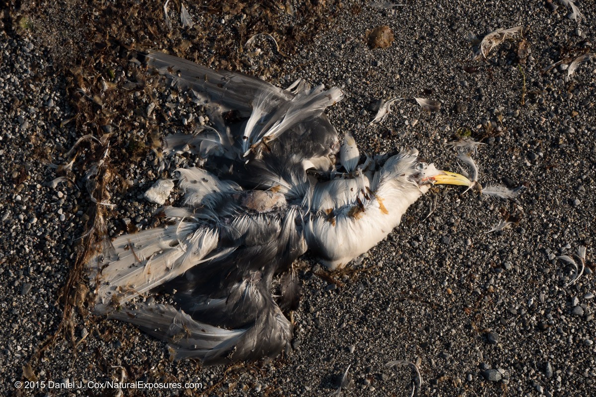 The remains of what look to be a Kittiwake returning to the sands of creation. Lumix GH4 with 12-35mm F/2.8