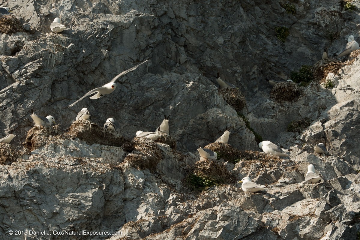Kittiwakes nesting on the ledges of the steep cliffs. Lumix GH4 with Olympus 40-150mm and 1.4X teleconverter.