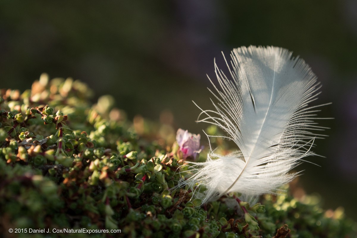 A Kittiwake feather illuminated from the side by the evening arctic light. Lumix GH4 with 45mm F/2.8
