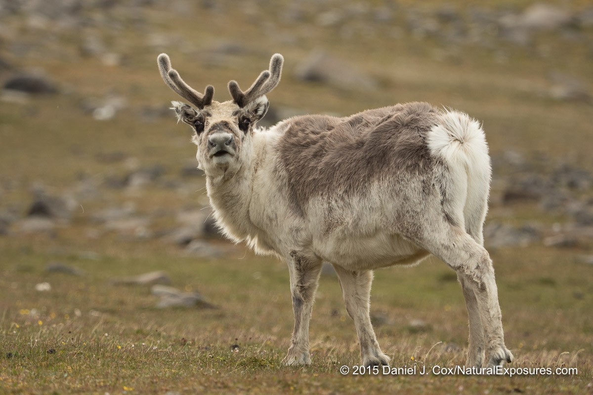 A female Svalbard reindeer stops grazing for moment to try and figure out what all the fuss is about with the group of visitors. Lumix GH4 with Olympus 40-150mm and 1.4X teleconverter.
