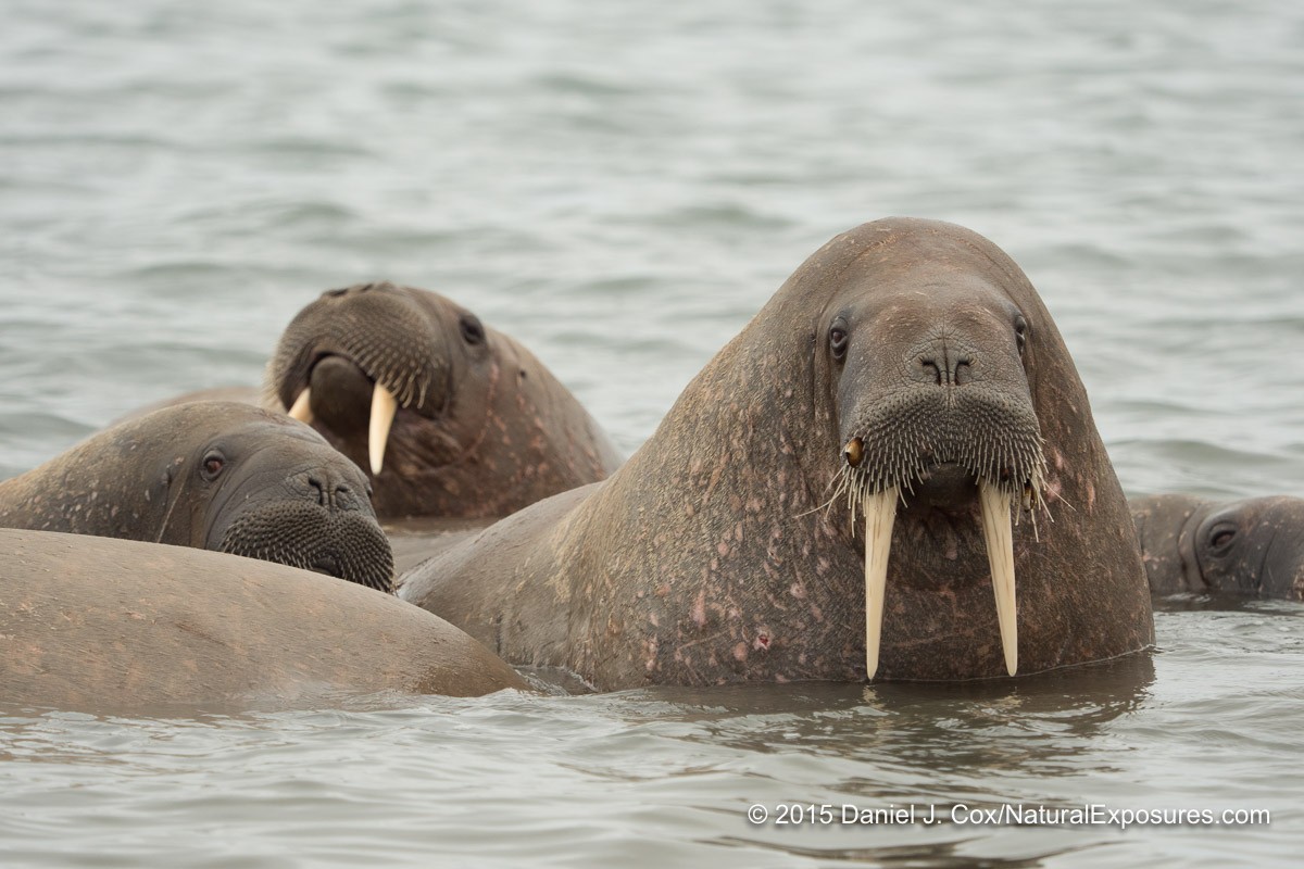A gourd of young walrus enjoying tie in the frigid, nearly freezing waters off the beach at Kapp Lee. Lumix GH4 with Olympus 40-150mm F/2.8 with 1.4X teleconverter.