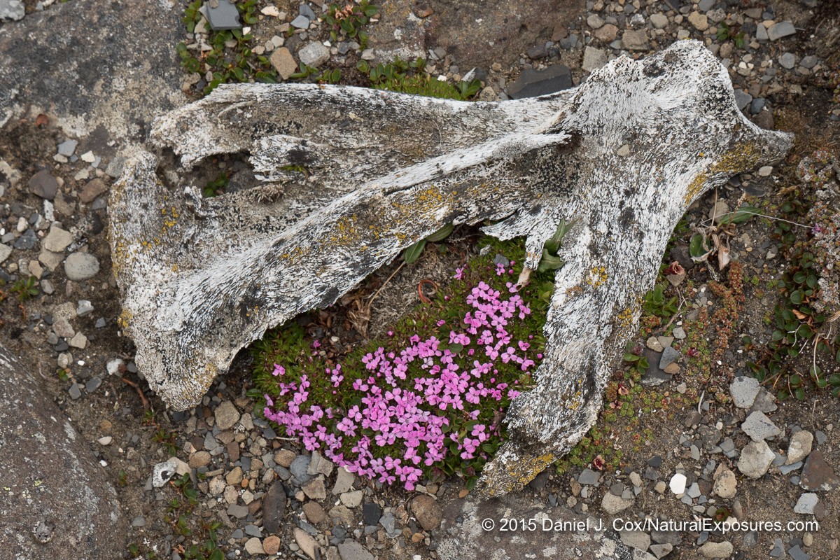 An old chunk of reindeer anteroom lying on the tundra with a patch of moss campion growing between the antler tines. Lumix GH4 with 12-35mm F/2.8