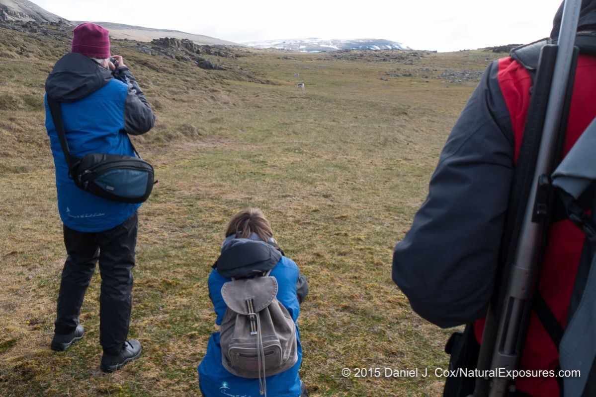 Explorer Cathy Pemberton using hand holding the Lumix FZ1000 to photograph a Svalbard Reindeer at Kapp Lee. Our guide stands by with his rifle over his shoulder inc as a polar bear unexpectedly come son the scene. Svalbard, Norway.