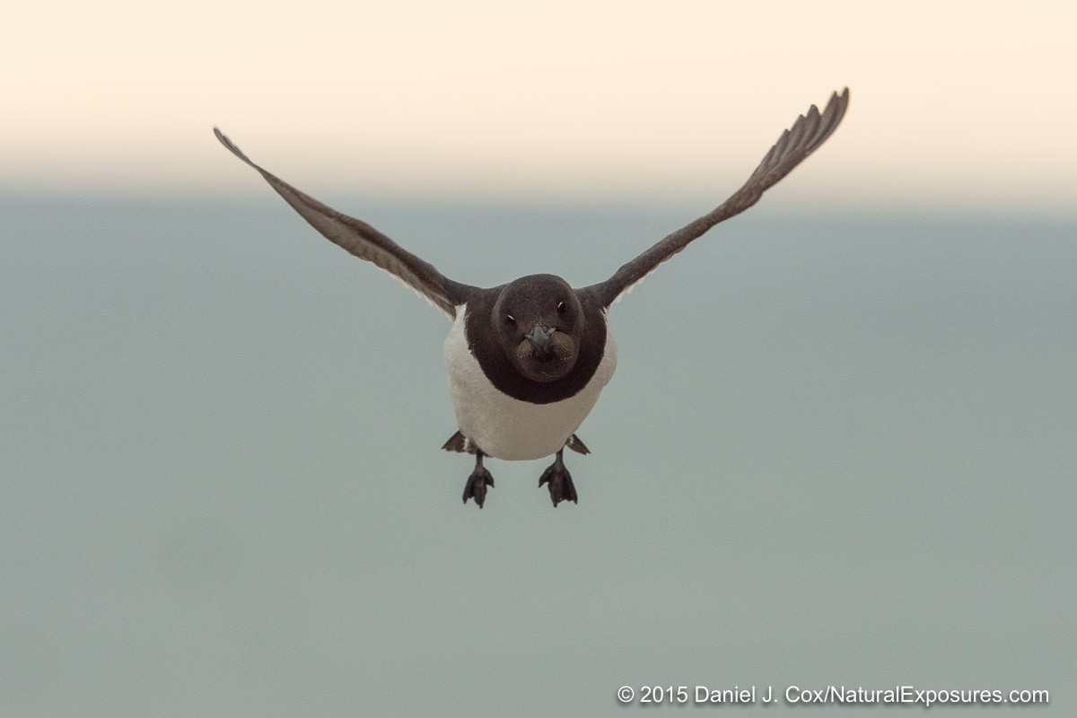 A little Auk comes in for lading as he returns to rocky rubble his nest is located in. Varsolbukta, Svalbard, Norway. Lumix GH4 with 40-150mm F/2.8 and 1.4X teleconverter.