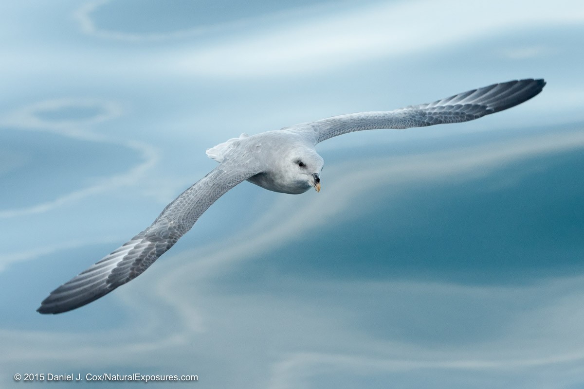 This Northern fulmar was shot with the Lumix GH4 and the Olympus 40-150mm F/2.8 and the 1.4x teleconverter. This was the first time I've had a chance to shoot flying birds with this camera and lens combination and it preformed beautifully. Svalbard, Norway.