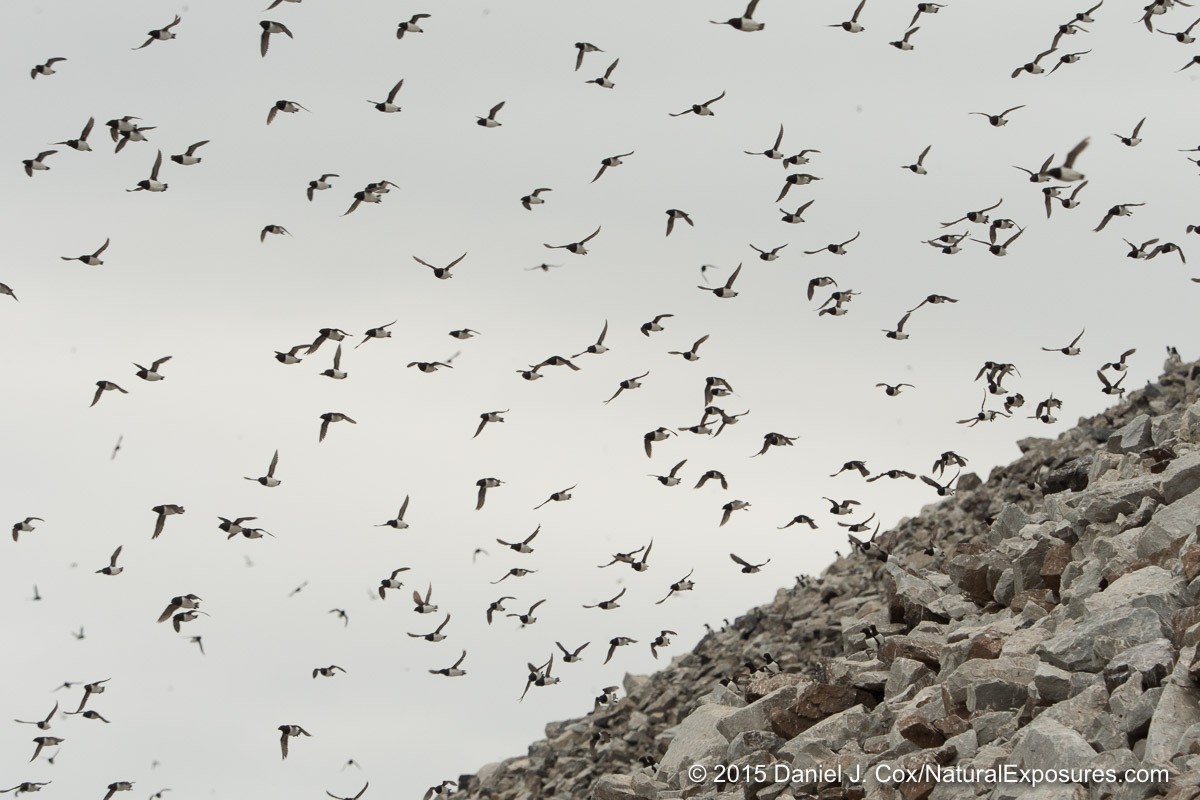 Little Auks fly out from their colony in the rocky rubble at Varsolbukta, Svalbard, Norway.
