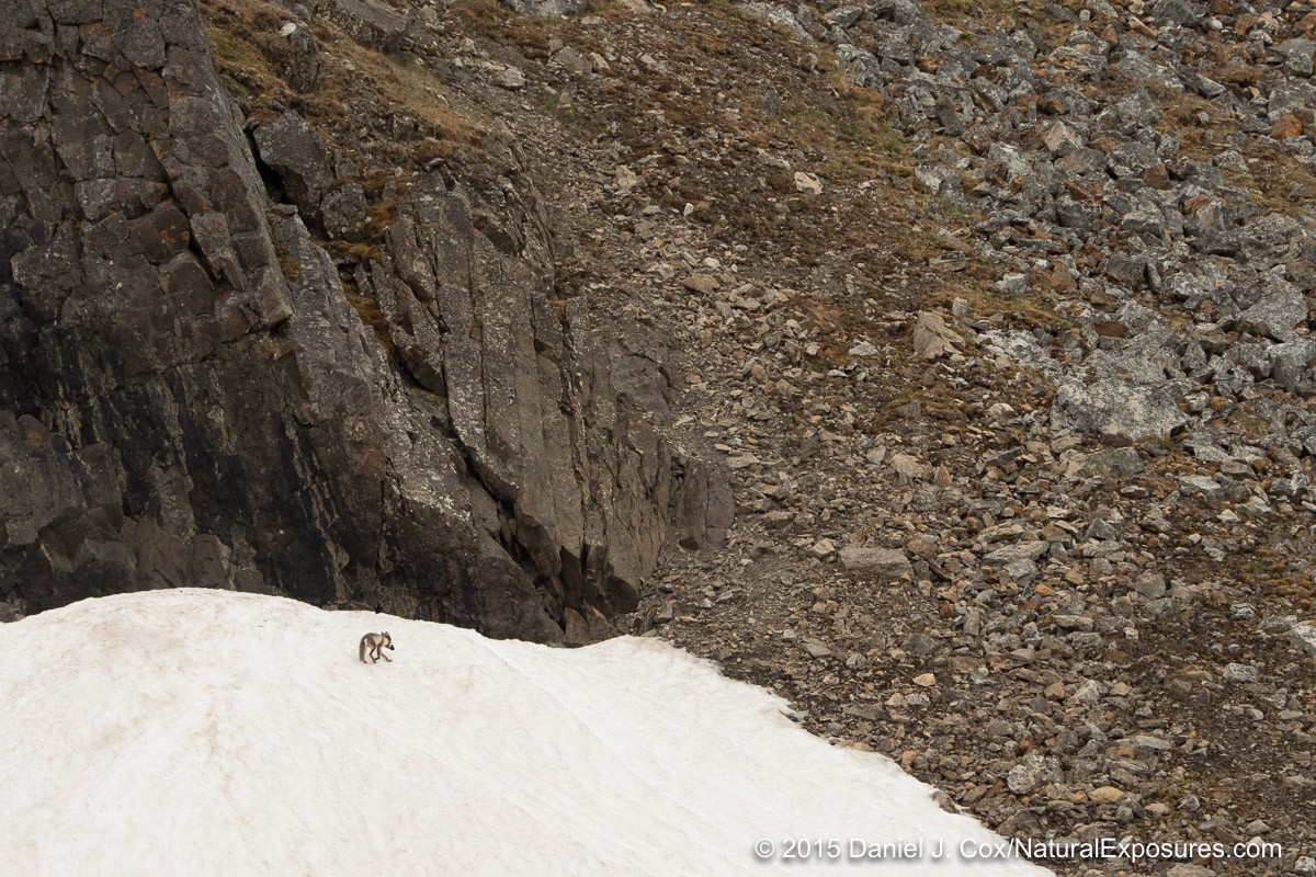 An arctic fox makes its way back to its den with a mouthful of little auks from the colony on Varsolbukta. Svalbard, Norway