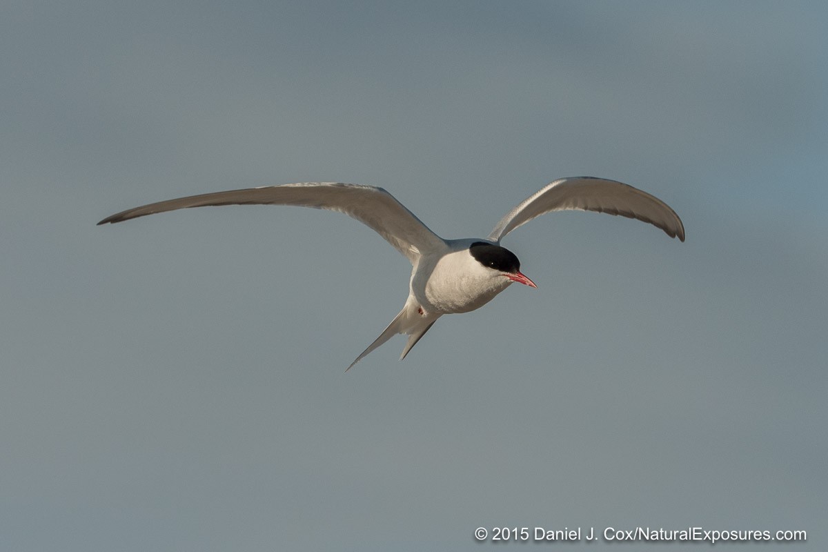 Arctic tern, Smeerenburg, Svalbard, Norway.