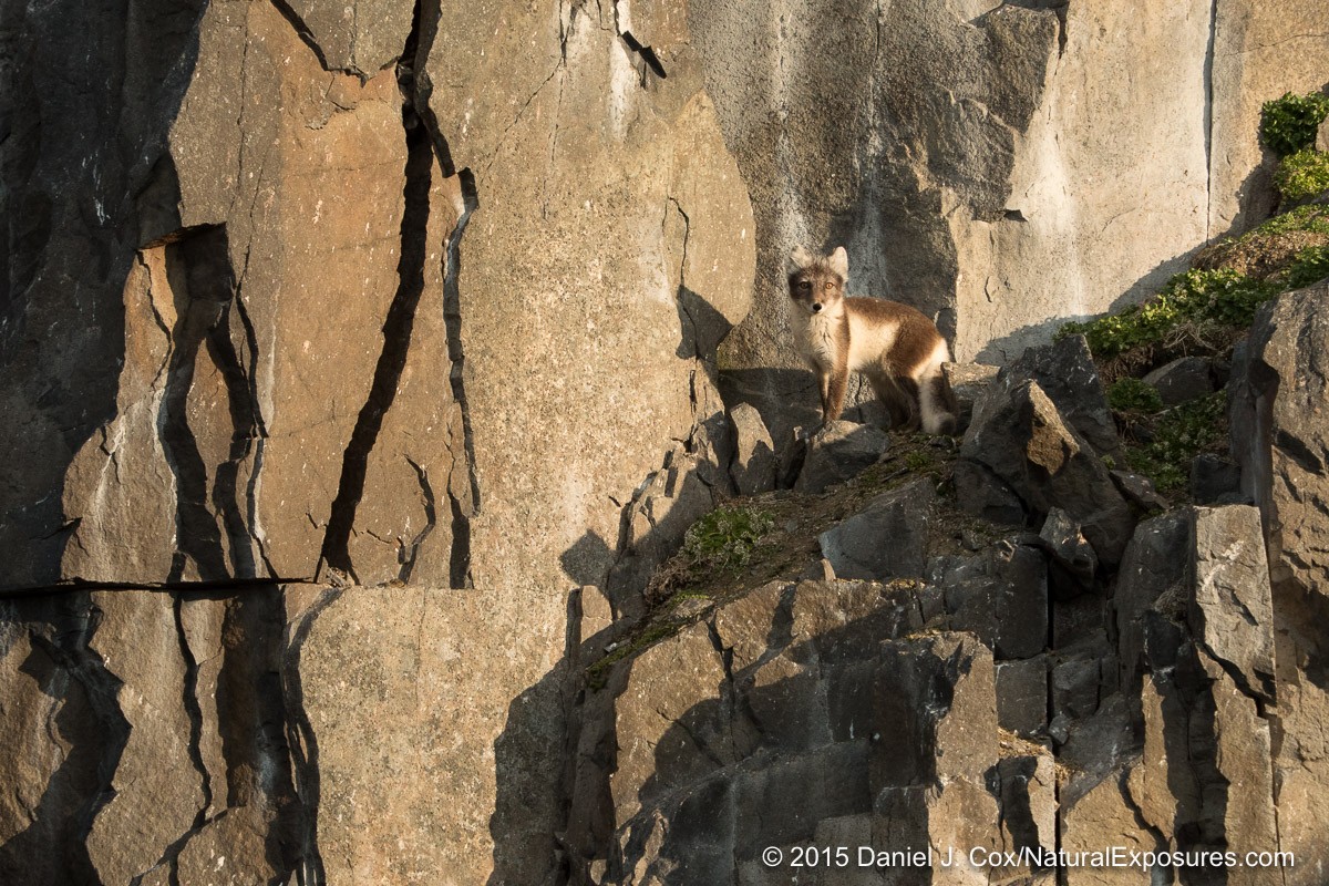An arctic fox pauses for a few seconds to take look at all of us watching him and the birds. Lumix GH4 with Olympus 40-150mm F/2.8 and 1.4X teleconverter.