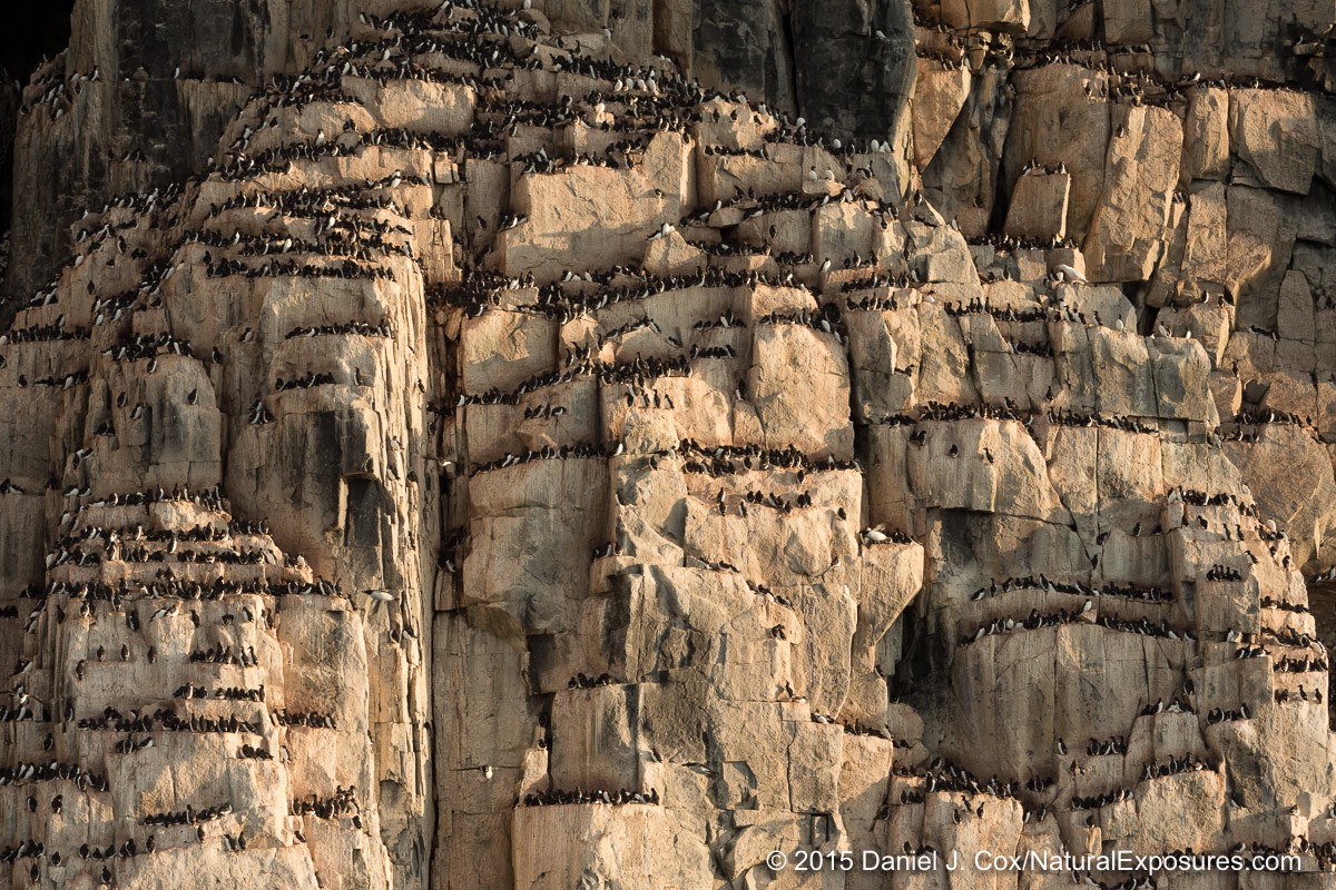 Brunich’s guillemots on the cliffs of Alkefjellet. Lumix GH4 with 40-150mm F/2.8 and 1.4X teleconverter