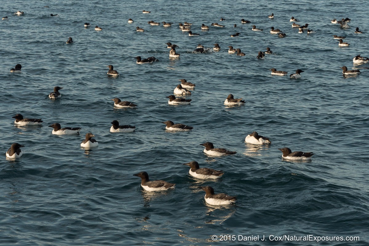 Brunich’s guillemots bob on the waters below the huge colony in the Alkefjellet cliffs. Lumix GH4 with 40-150mm F/2.8 and 1.4X teleconverter.