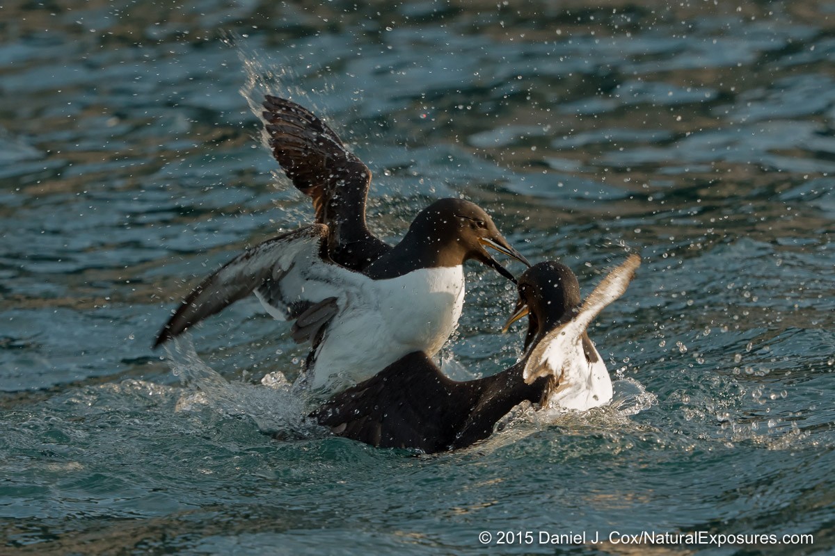A pair of Brunich’s guillemots strike up a vicious fight just off the side of our Zodiac. Lumix GH4 with 40-150mm F/2.8 and 1.4X teleconverter.