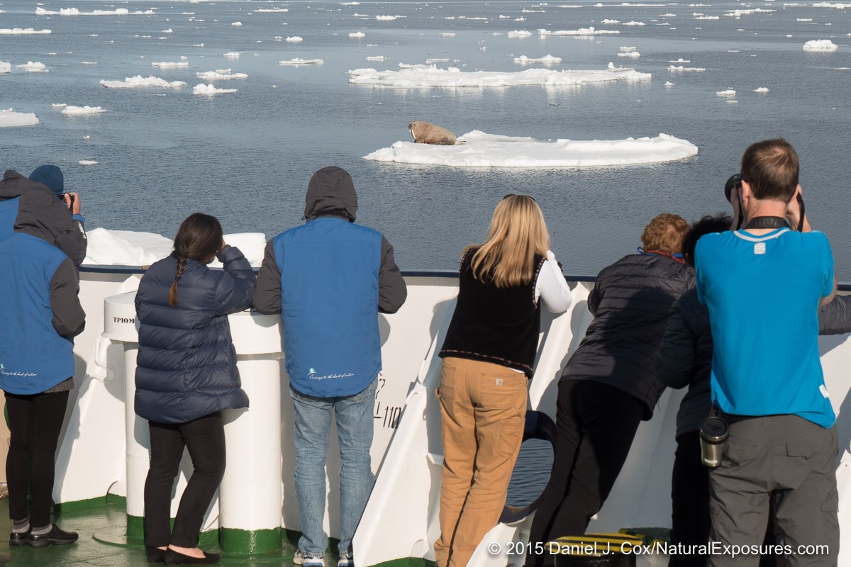 The group photographs a walrus hauled out on a chunk of ice. Svalbard, Norway. Lumix GH4 with 12-35mm F/2.8