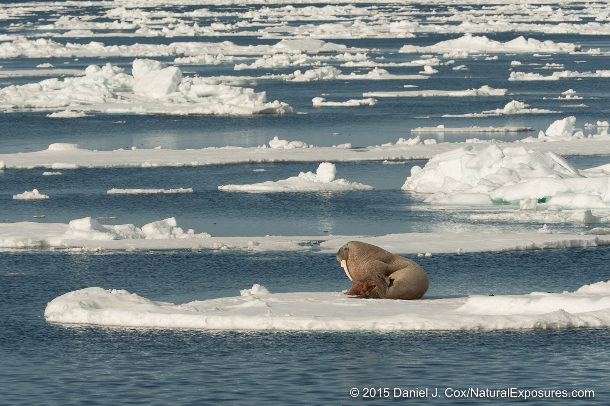 A large male walrus spends time hauled out on a large chunk of ice. Lumix GH4 with 40-150mm F/2.8 with 1.4X teleconverter.