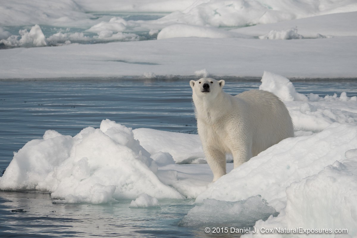 Our first polar bear comes closer to our ship to get a better look. This image was shot with the Lumix Vario 100-300mm zoo which I've mentioned is not the quality I need on a professional basis. That said, this image is incredibly sharp. Not sure why this lens sometimes performs and sometimes not. Lumix GH4 with 100-300mm zoom.