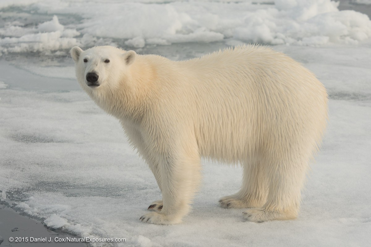 This polar bear was shot with the Lumix GH4 and the Olympus 40-150mm F/2.8 with the Olympus 1.4 teleconverter.