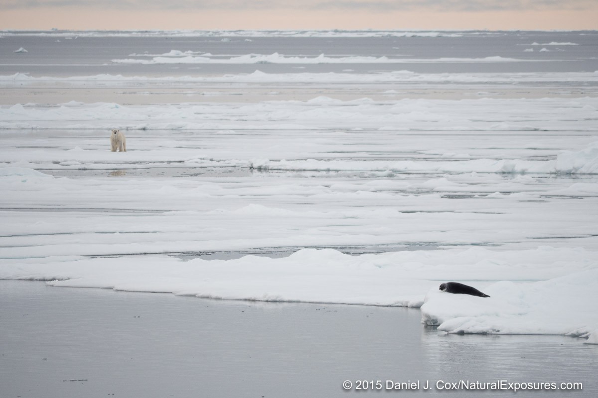 A large male on the ice looks in the direction of a lounging bearded seal on the ice. Nikon D4 with 600mm F/4