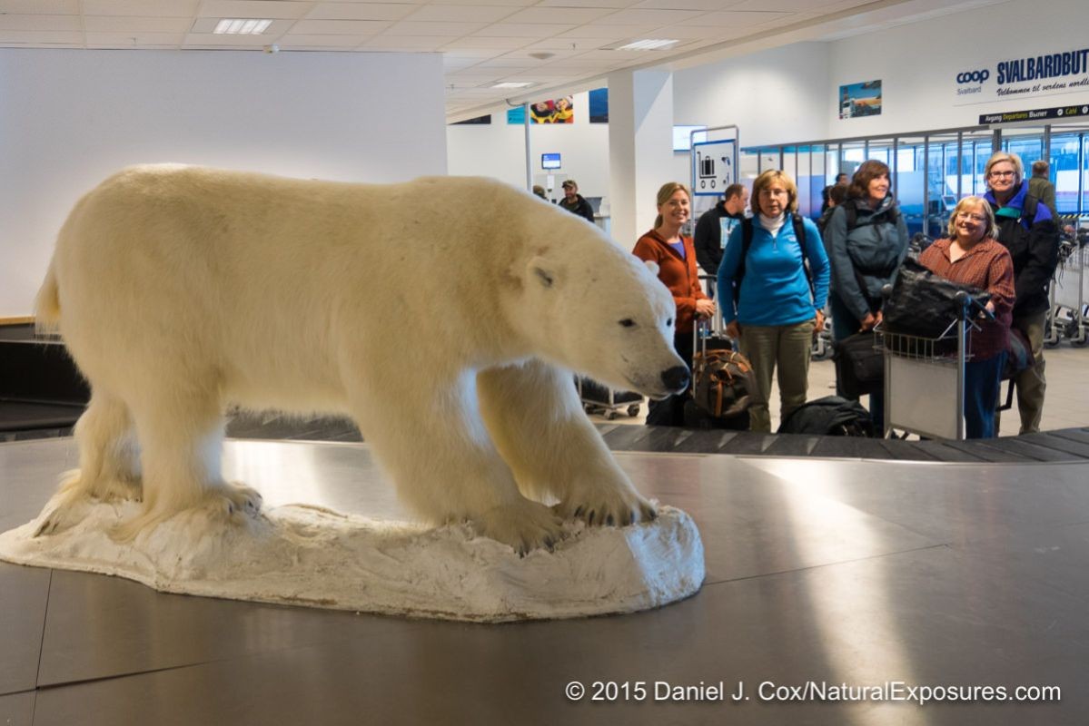 A stuffed polar bear in the Longyearbyen airport. Not exactly what we are looking for unfortunately for the polar bear. NE Explorers Tanya Cox, Jeanne Schnackenberg, Joy Eastgate and Alice Garland. Norway.