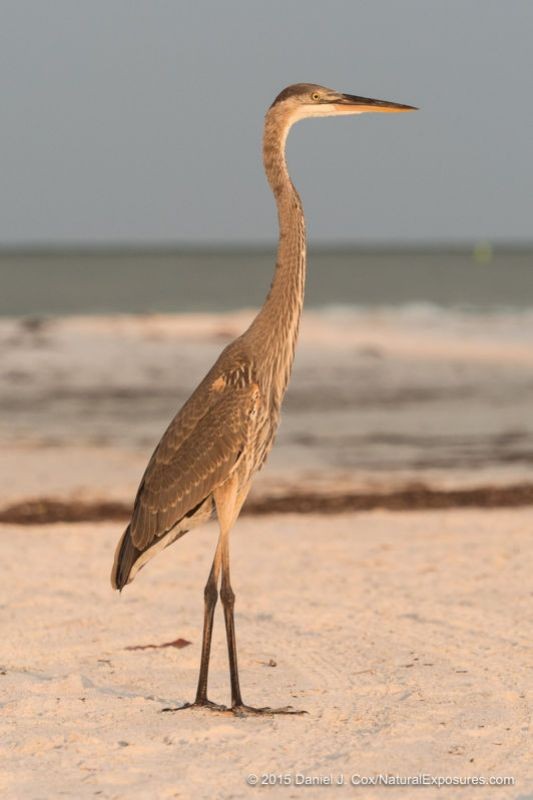 Great Blue Heron, Sarasota beach, florida.