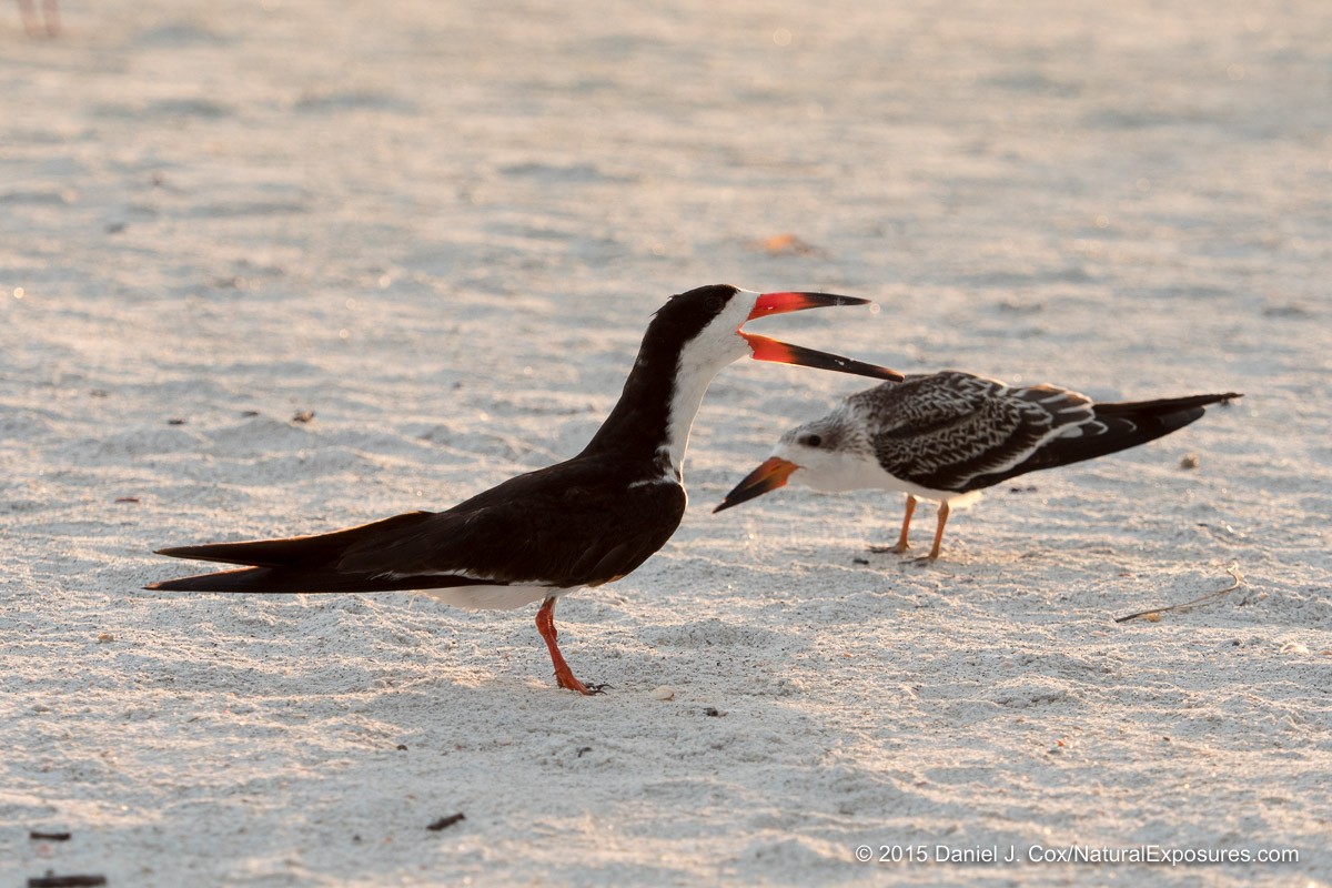 Black Skimmer, juvenile begging for food. Sarasota beach, Florida.