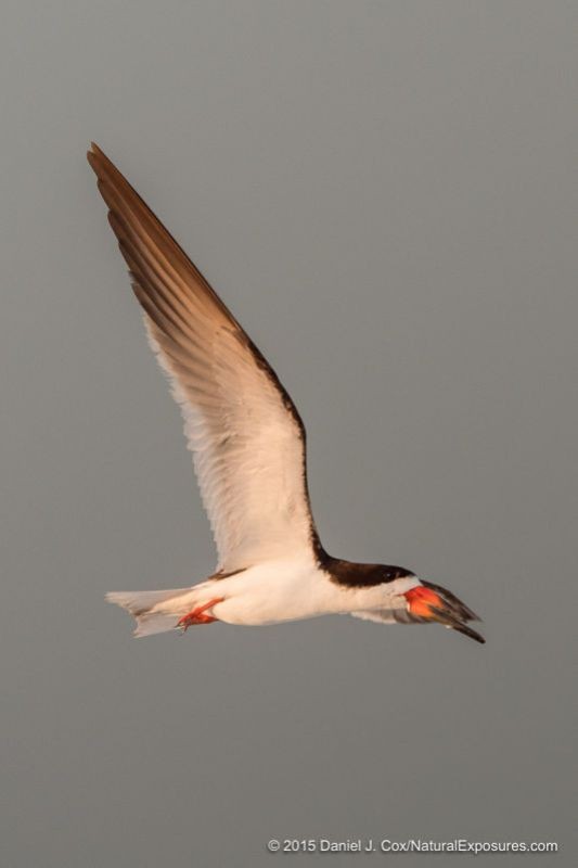 Black Skimmer, Sarasota beach, Florida.