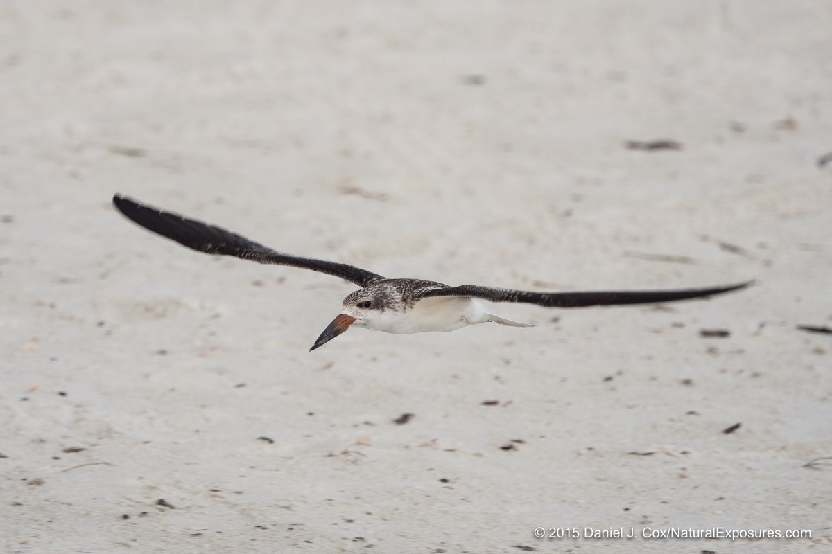 Black Skimmer, Sarasota beach, Florida.