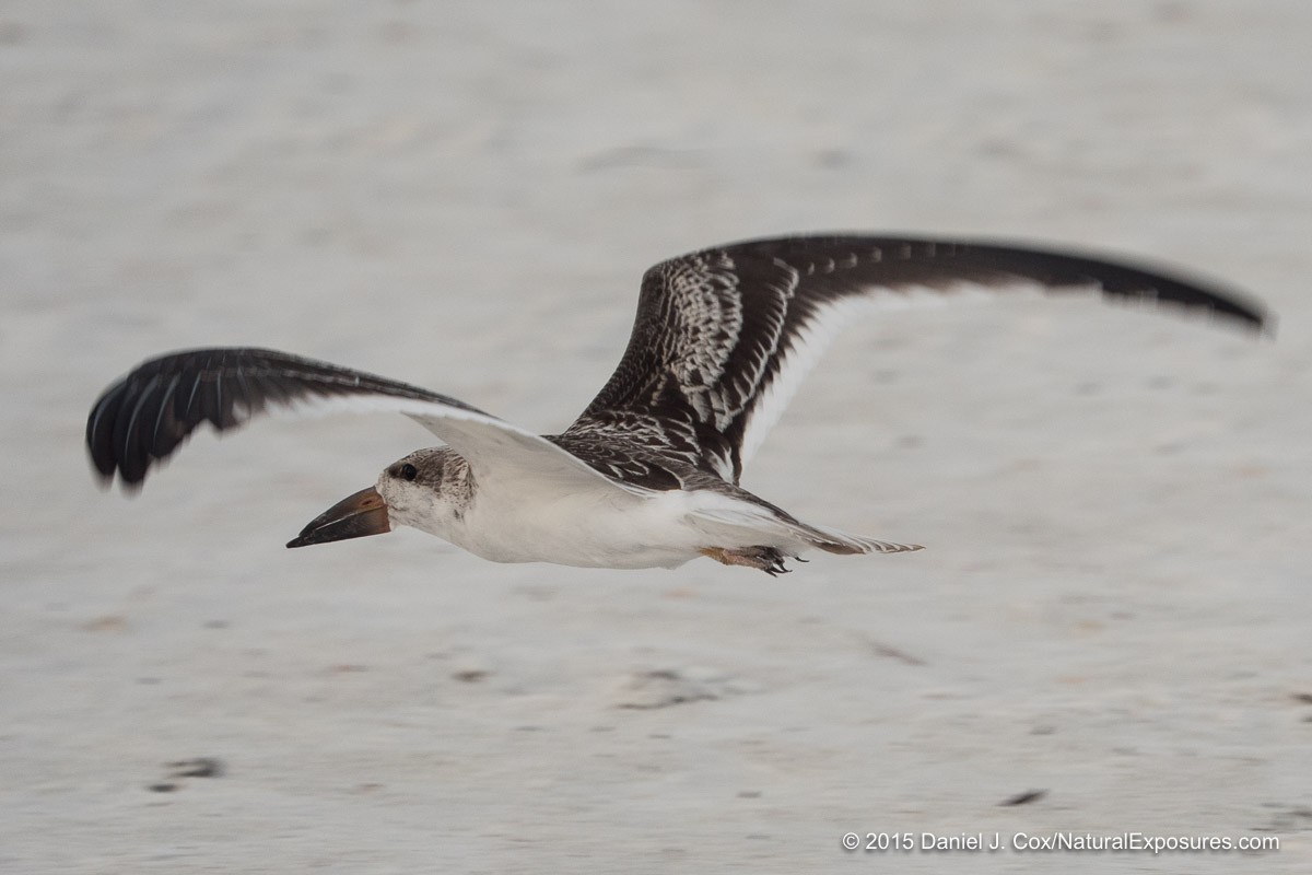 Black Skimmer, Sarasota beach, Florida.