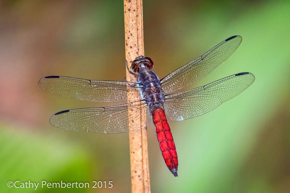 Dragonfly, Bosque del Cabo