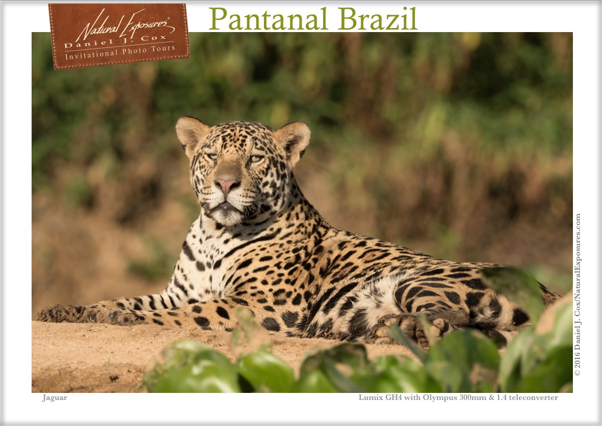 Facebook IPT jaguar